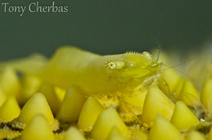 Living Yellow: Yellow Sea Star Shrimp by Tony Cherbas 